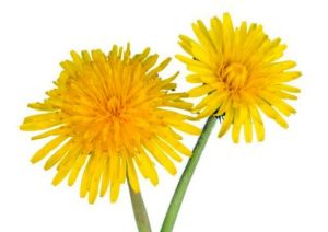 Dandelion